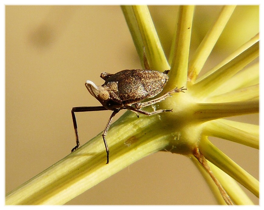 Bursinia cf. genei (Dictyopharidae)